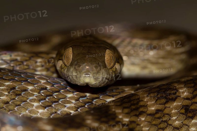 Madagascar night snake