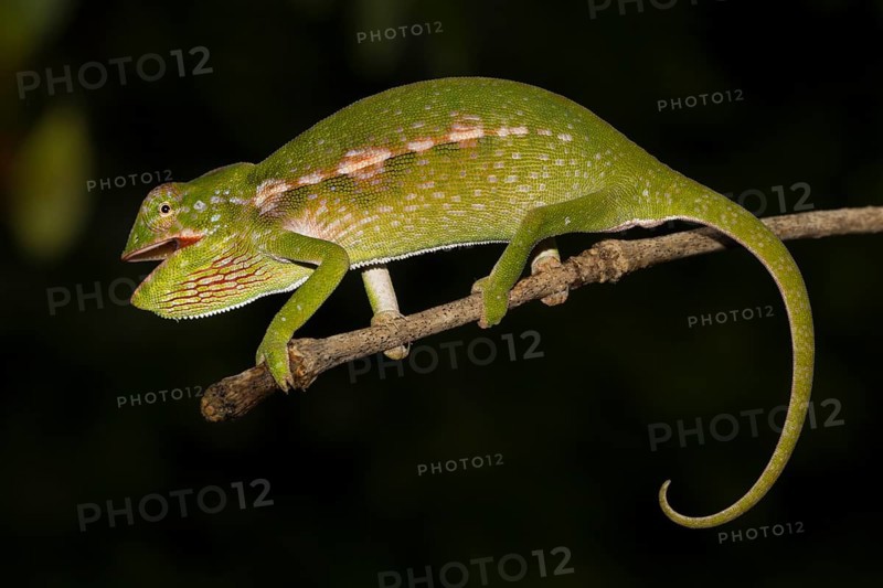 Chameleon
