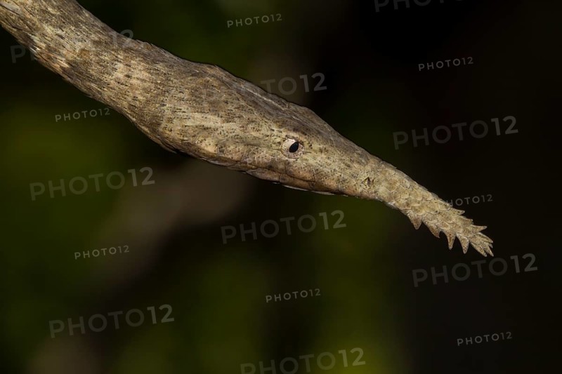 Malagasy leaf-nosed snake