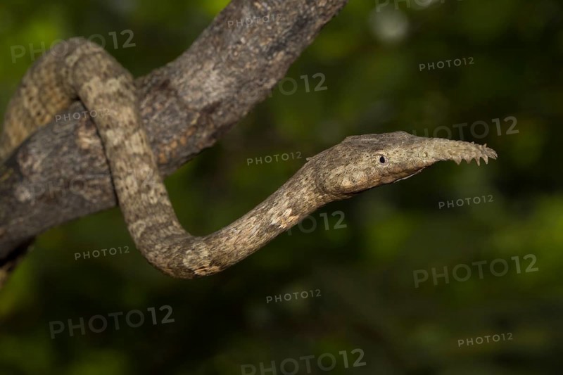 Malagasy leaf-nosed snake