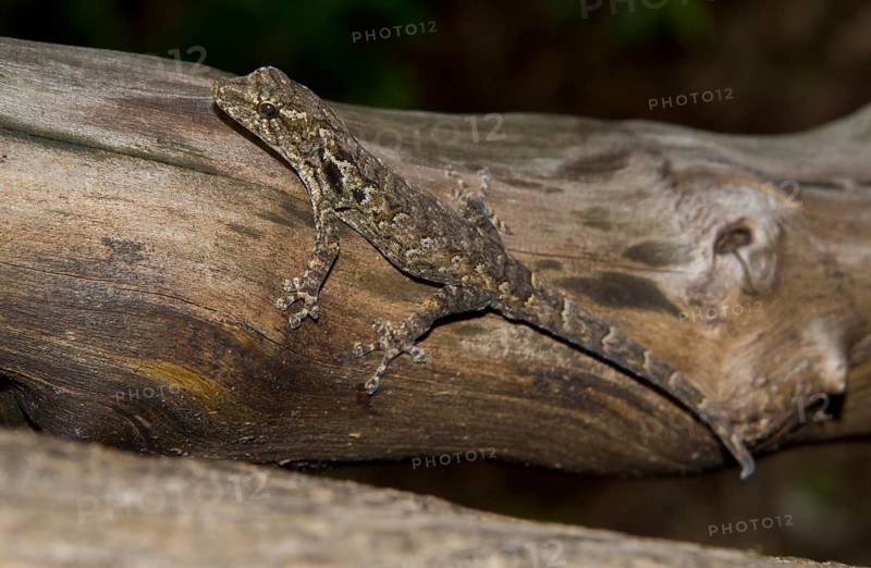 Madagascar Clawless Gecko