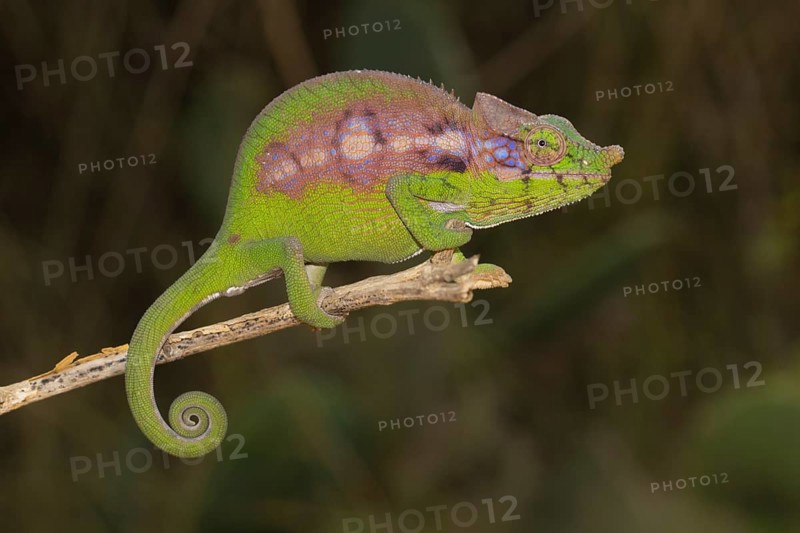 Antimena chameleon
