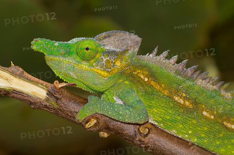 Antimena chameleon