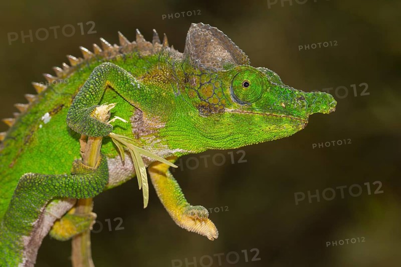 Antimena chameleon