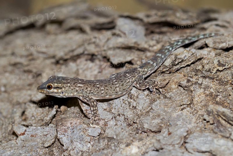 Madagascar Clawless Gecko