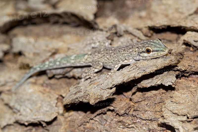 Madagascar Clawless Gecko