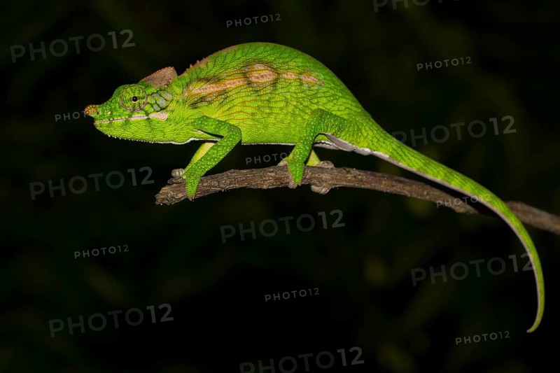 Antimena chameleon