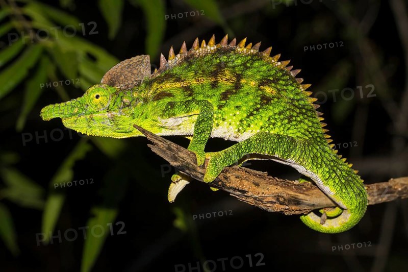 Antimena chameleon