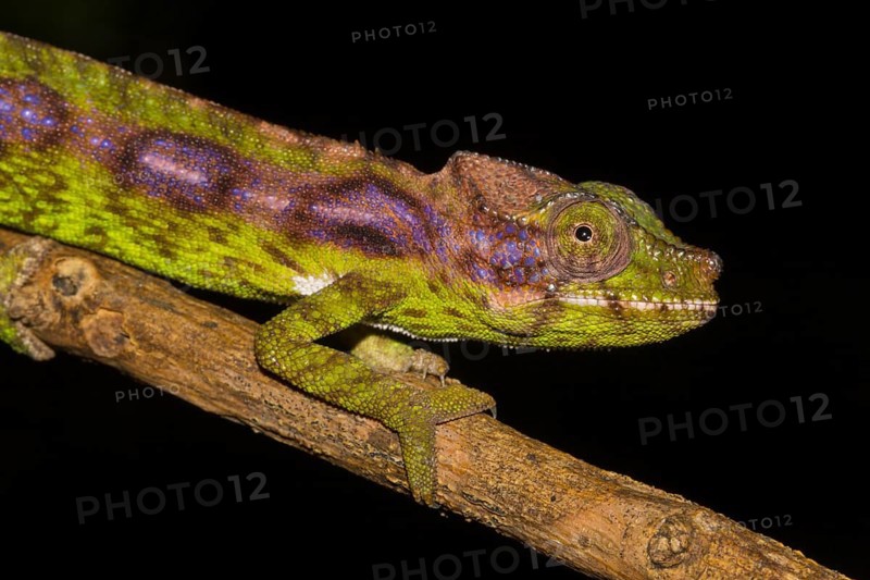 Antimena chameleon