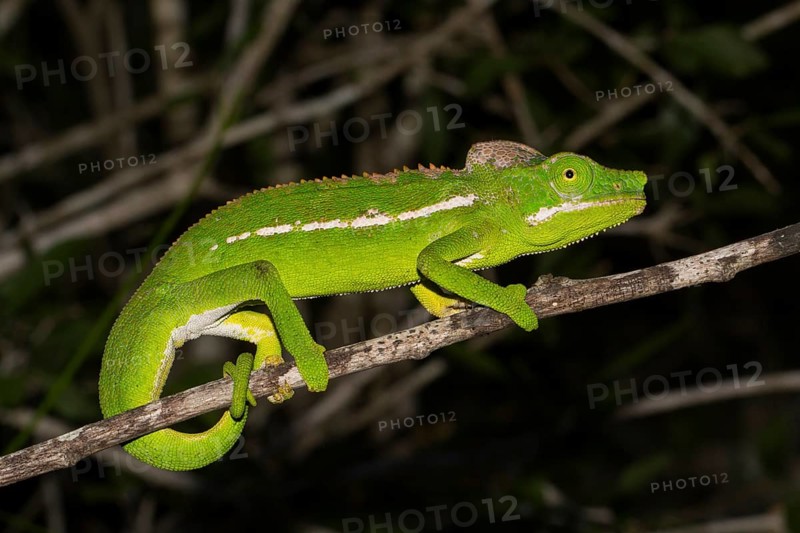 Belalanda chameleon
