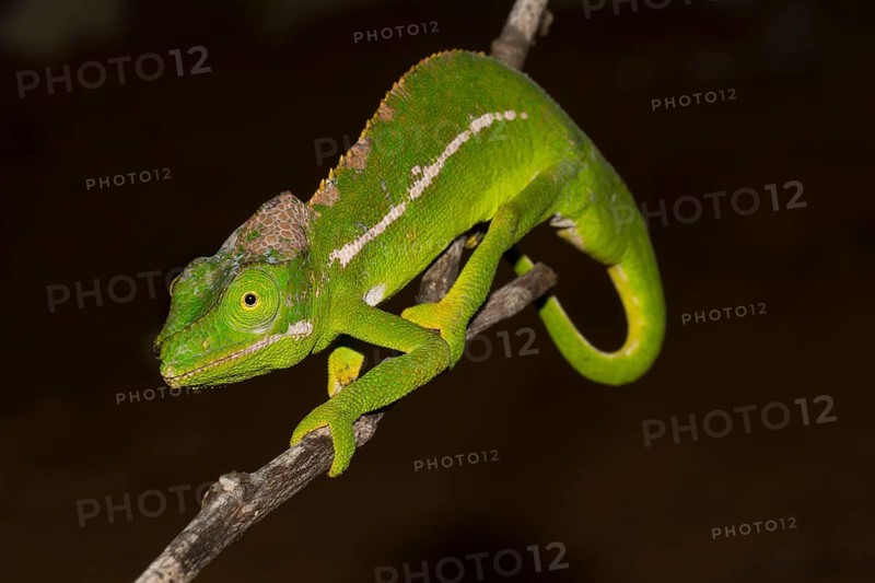 Belalanda Chameleon or Sangoritan'i Belalanda