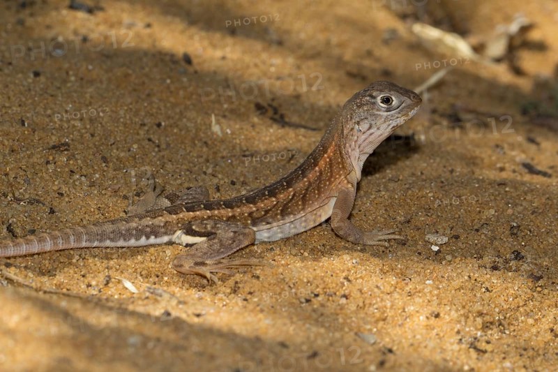 Chalarodon lizard