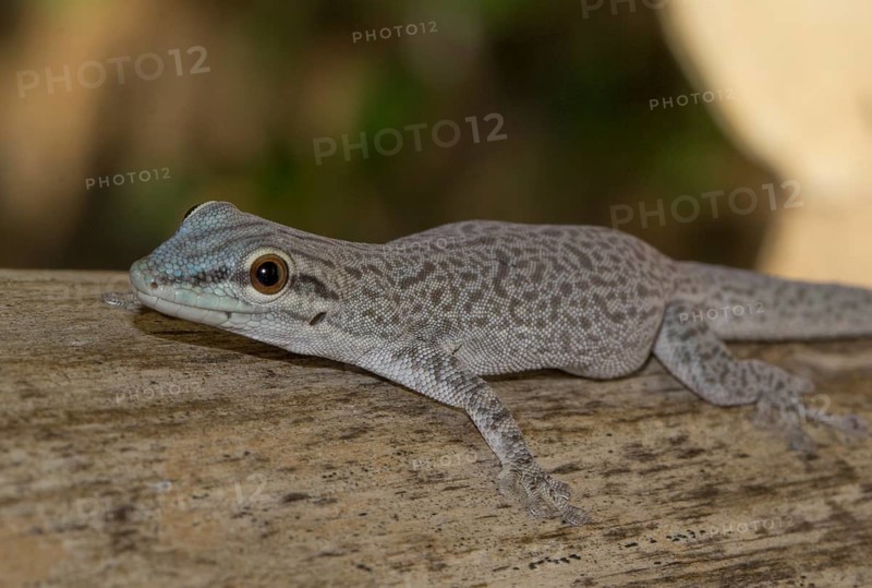 Phelsuma modesta leiogaster