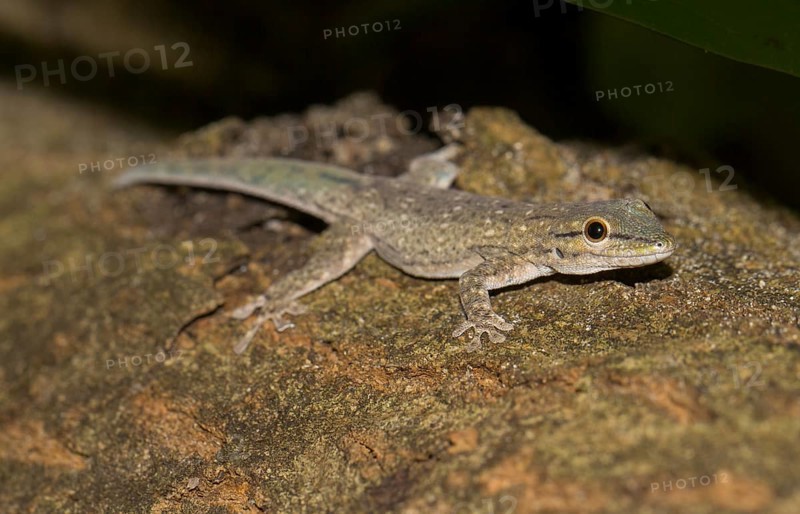 Day gecko