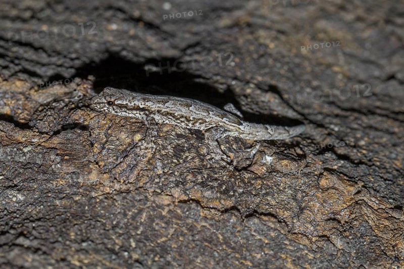 Madagascar Clawless Gecko