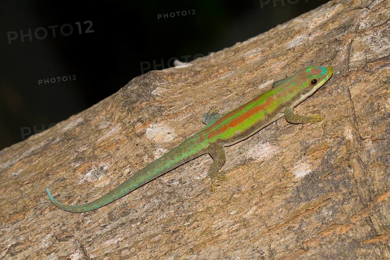 Phelsuma modesta leiogaster