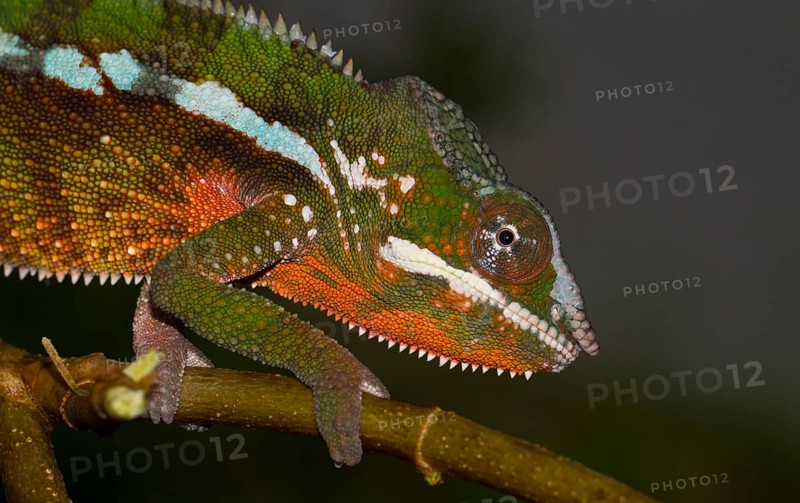 Panther chameleon