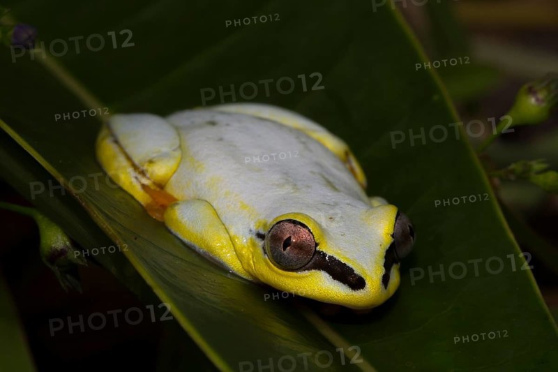 Madagascar Reed Frog