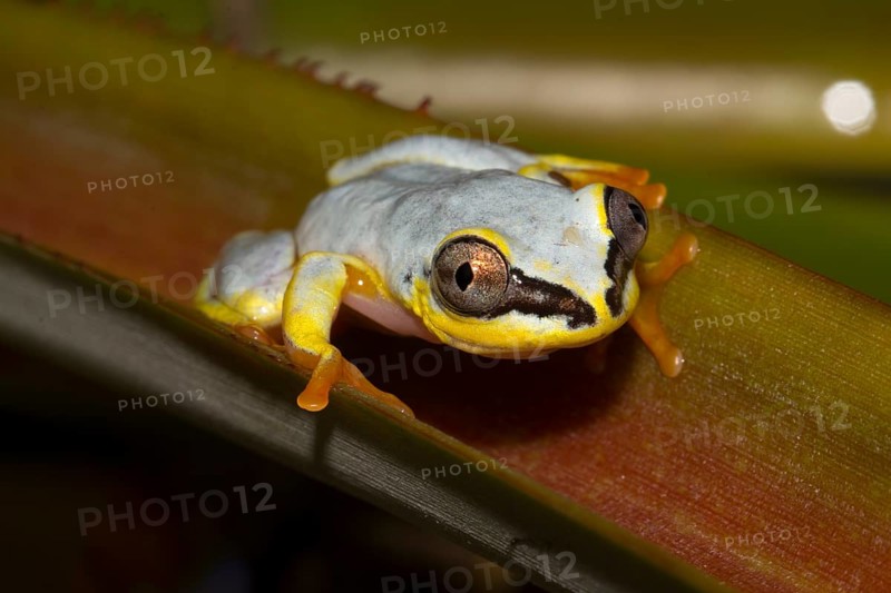 Madagascar Reed Frog