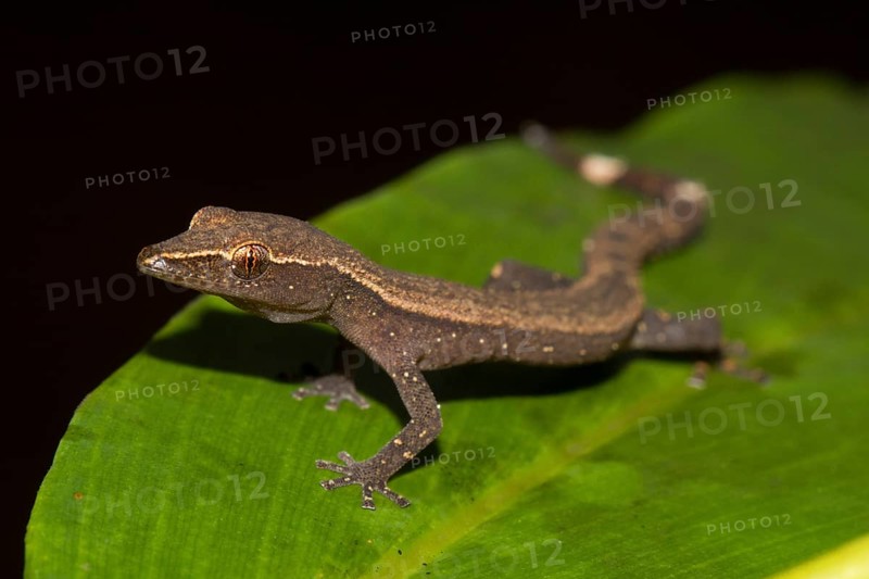 Madagascar clawless gecko