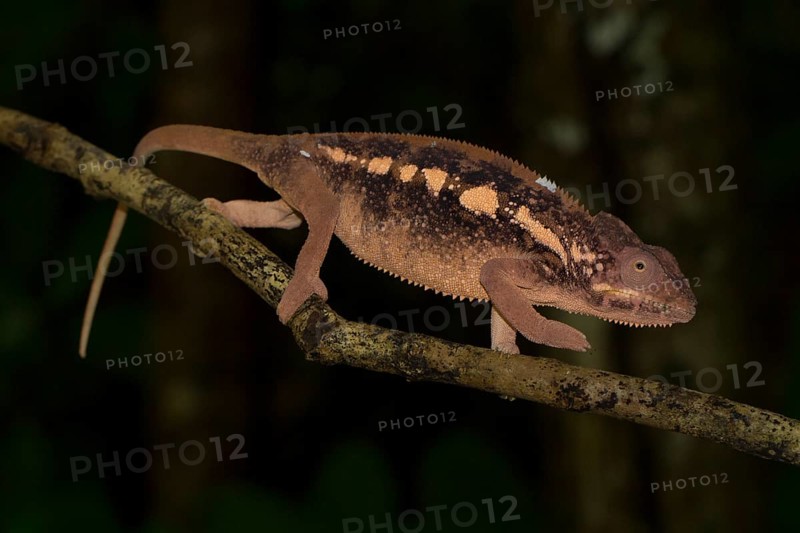 Panther chameleon