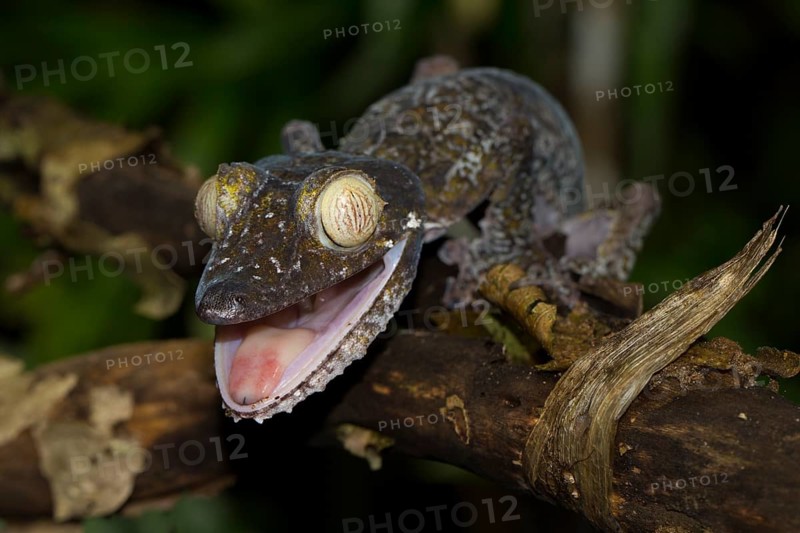 Mossy leaf-tailed gecko