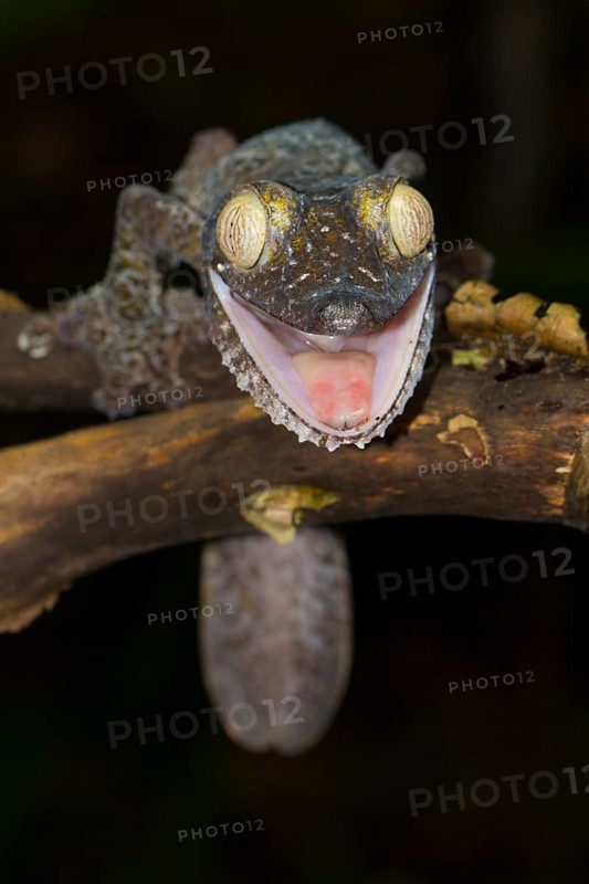 Giant leaf-tailed gecko
