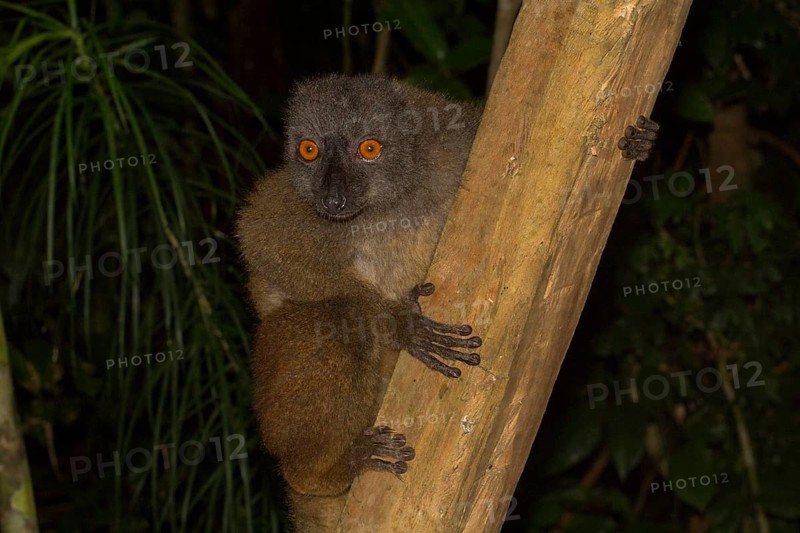 White-headed lemur