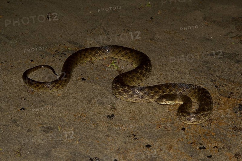 Madagascar night snake