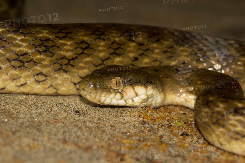 Madagascar night snake
