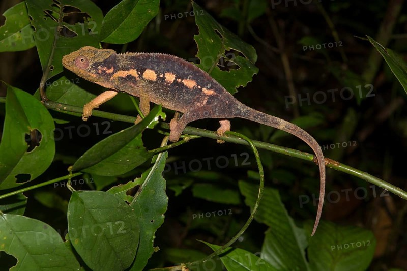 Panther chameleon