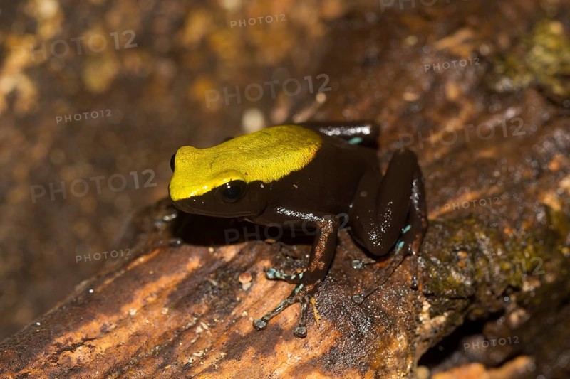 Climbing mantella