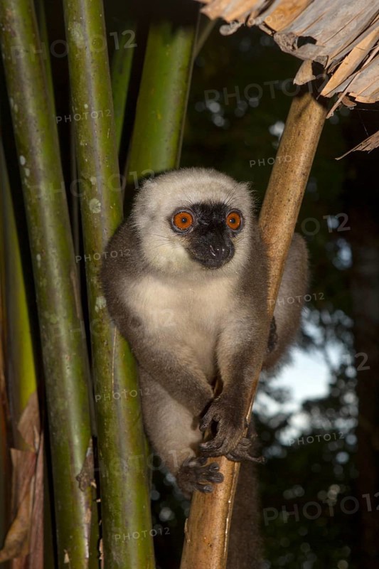 White-headed lemur