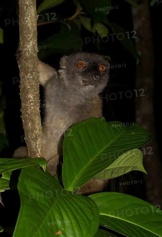 White-headed lemur