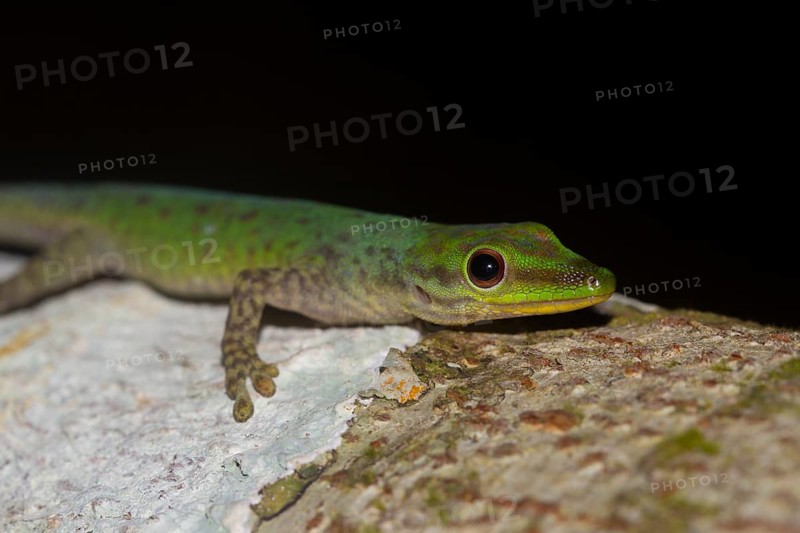 Speckled day gecko