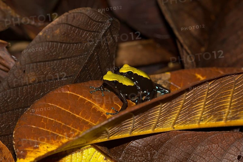 Climbing mantella