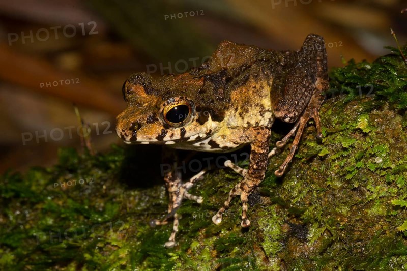 Boulenger's Madagascar Frog