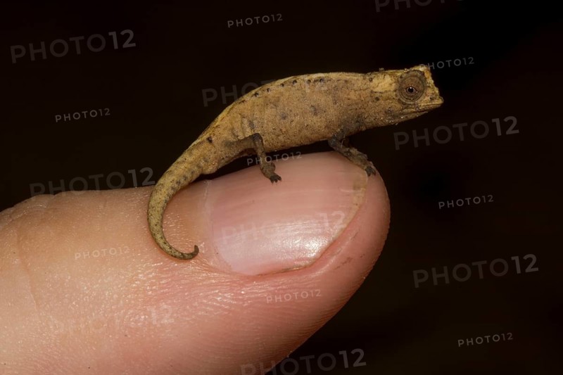 Peyrieras' pygmy chameleon