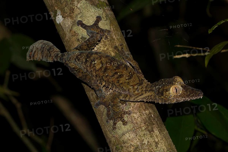 Giant leaf-tailed gecko