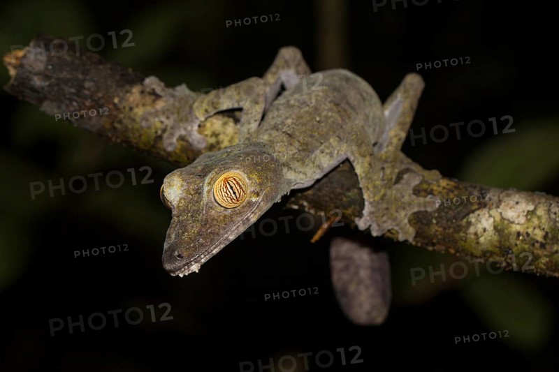 Giant leaf-tailed gecko