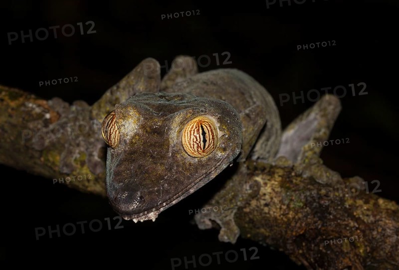 Giant leaf-tailed gecko