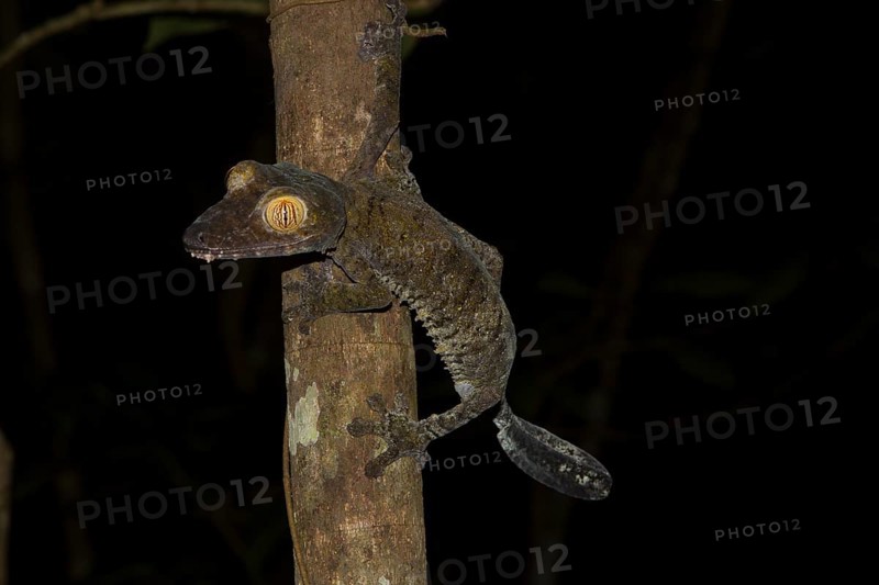 Mossy leaf-tailed gecko