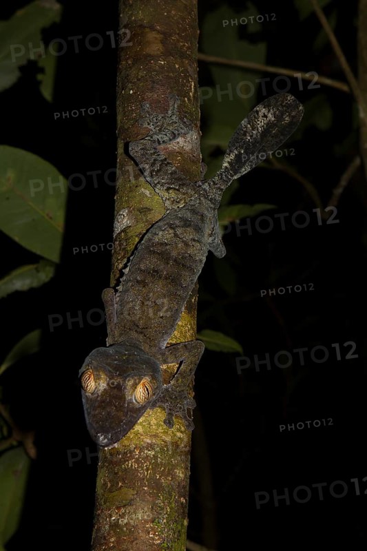 Mossy leaf-tailed gecko