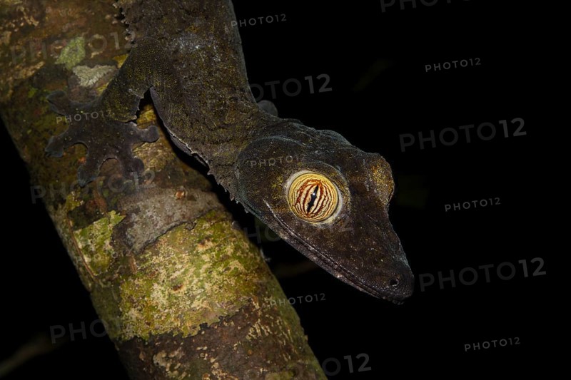 Giant leaf-tailed gecko