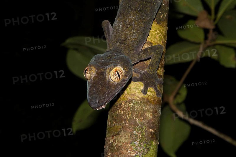 Mossy leaf-tailed gecko