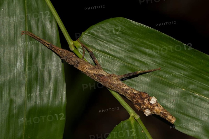 Stick insect