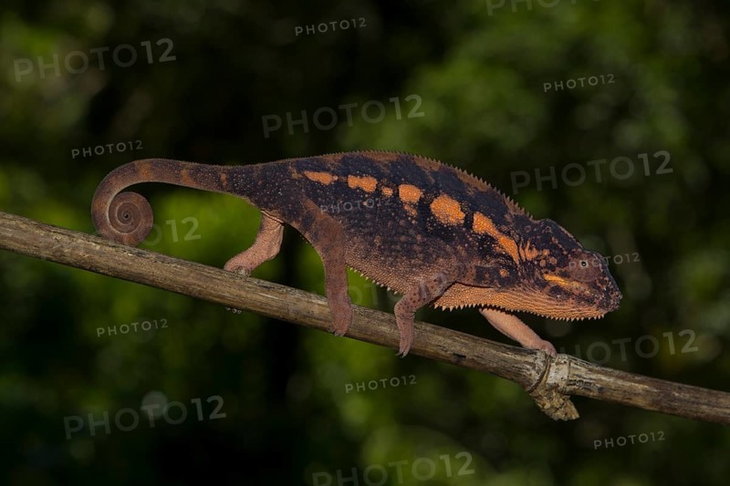 Panther chameleon