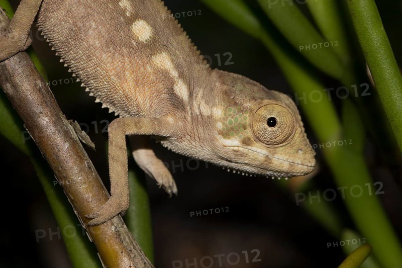 Panther chameleon