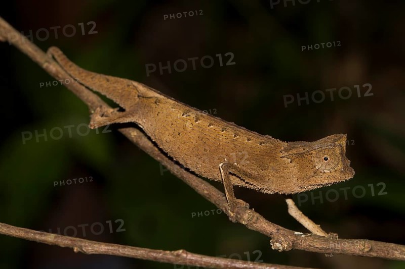 Marojejy leaf chameleon