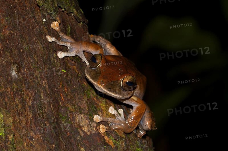 Madagascar Bright-eyed Frog